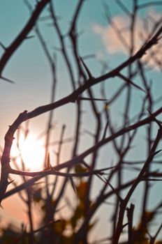 Autumn forest tree with sunset