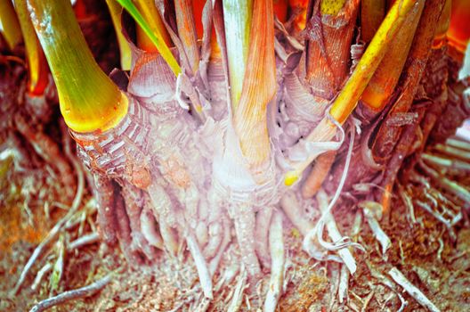 Close up portrait of Natural Autumn tree