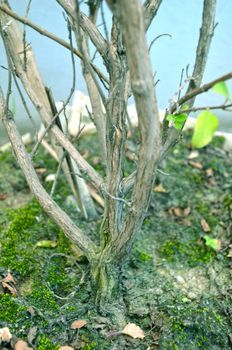 Close up portrait of Natural Autumn tree