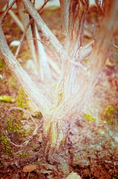Close up portrait of Natural Autumn tree