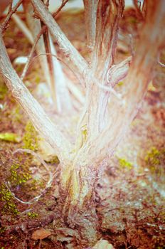 Close up portrait of Natural Autumn tree