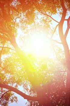 Autumn forest tree with sunset