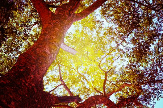 Autumn forest tree with sunset