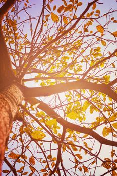 Autumn forest tree with sunset