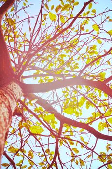 Autumn forest tree with sunset
