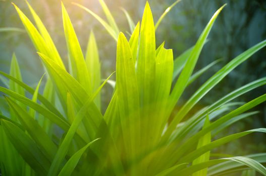 Green grass leaf