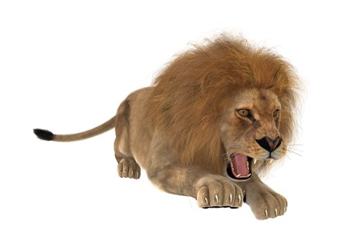 3D digital render of a male lion hunting isolated on white background