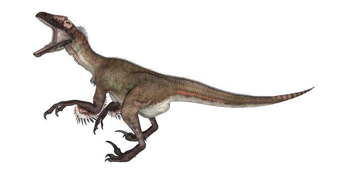 3D digital render of a dinosaur utahraptor isolated on white background