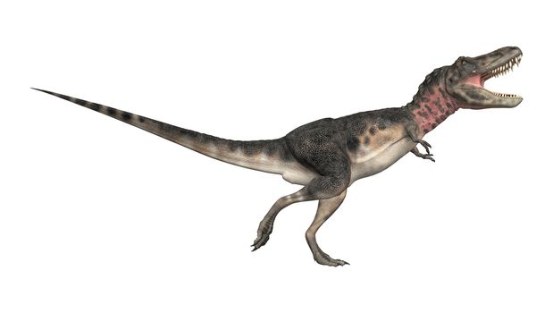 3D digital render of a dinosaur tarbosaurus running isolated on white background