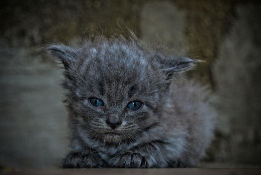 The little kitten in the author's treatment