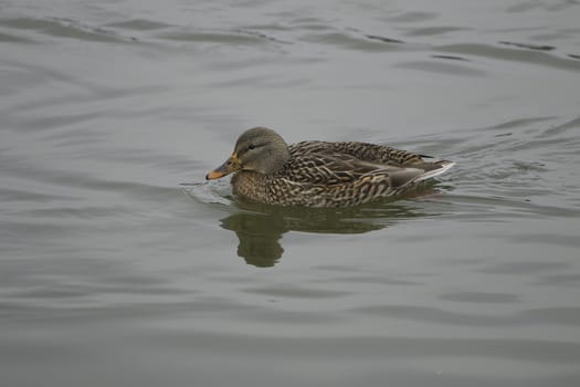 Mallard female is swimming