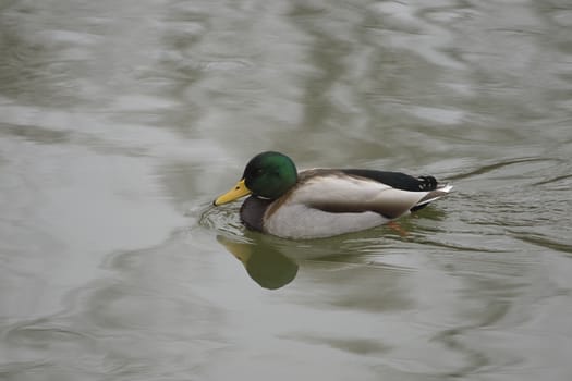 Mallard male is swimming