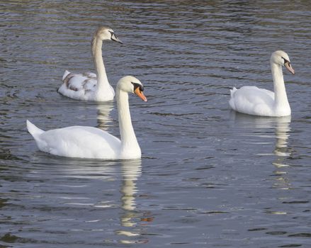 Mute swans generations