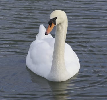 The unsure swan