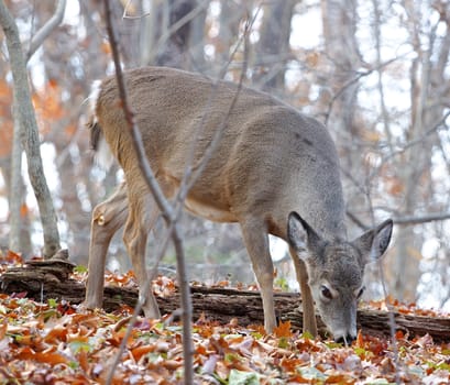 The young deer is eating leaves