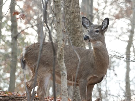 The young deer is looking for danger