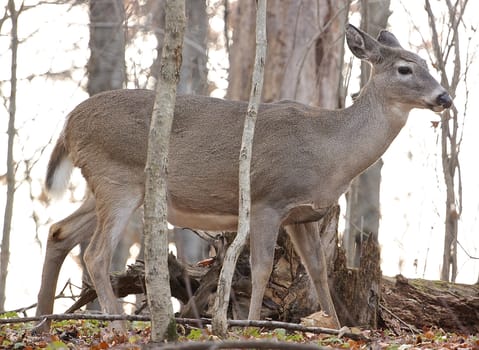 The young female deer