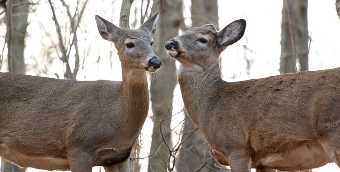 The deers. When love has gone.