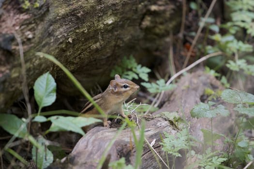 The curious cute little chipmunk