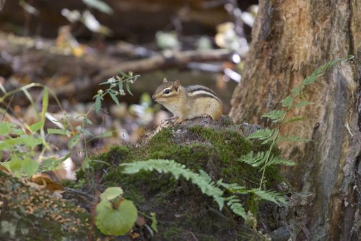 The funny cute little chipmunk