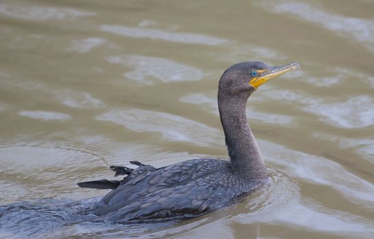 The double-crested cormorant is swimming