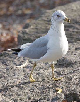 The funny curious ring-billed gull is walking
