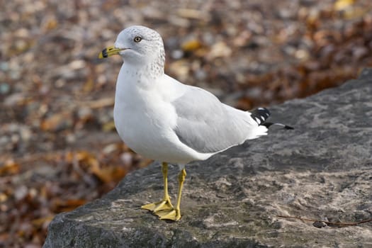 The calm gull