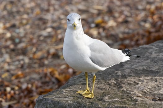 The surprised gull 