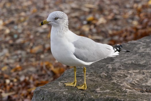 The funny curious ring-billed gull