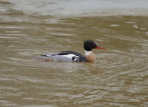 Red-breasted merganser turns back