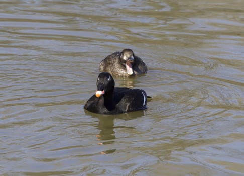 The white-winged scoters crazy family