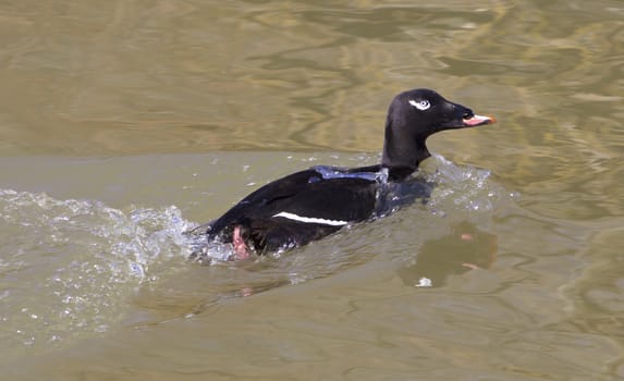 The white-winged scoter male