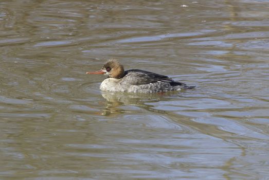 Red-breasted merganser female is swimming