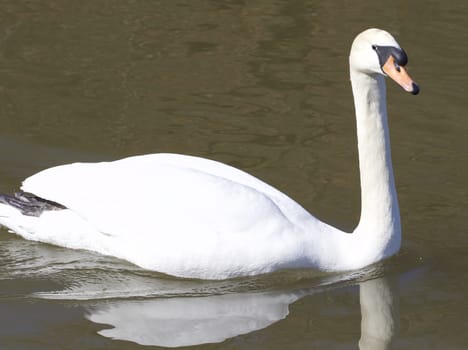 Swan