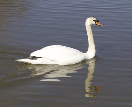 Swimming mute swan