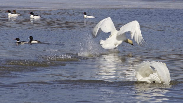 The swans take off from the water