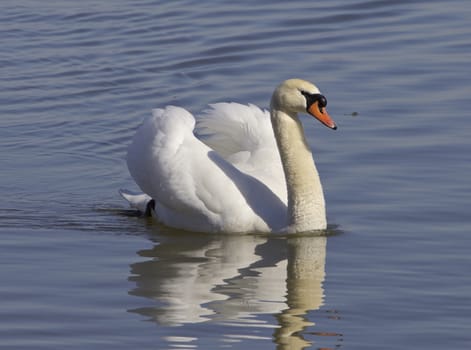 The confident swan