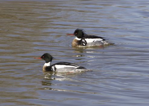 Red-breasted mergansers are swimming