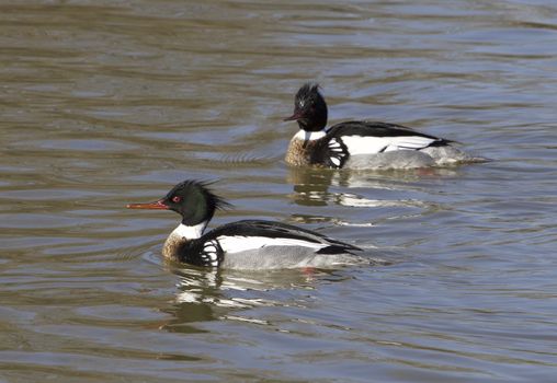 Two red-breasted mergansers are swimming