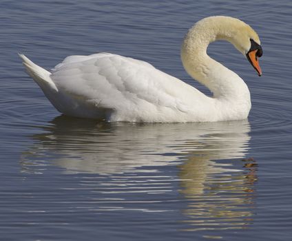 Swan