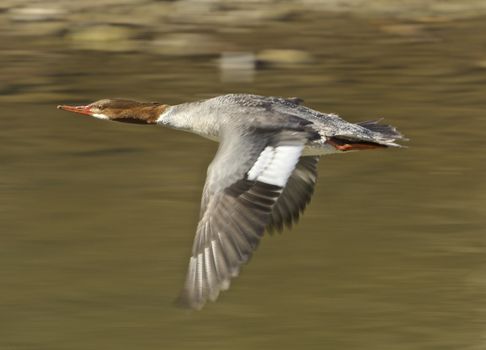 Red-breasted merganser is flying