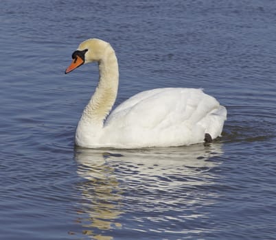 Mute swan