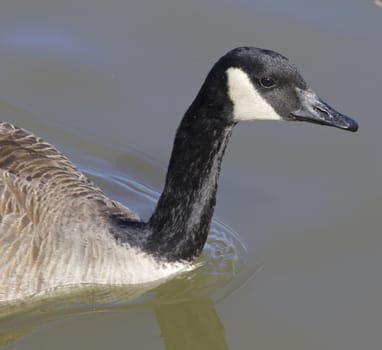 The thoughtful cackling goose