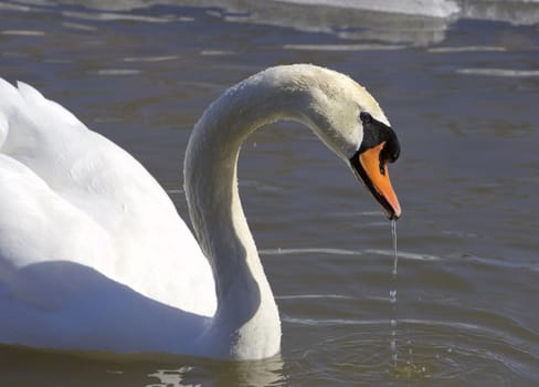 The swan is drinking the water