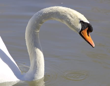 Beautiful neck of the swan