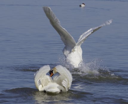 The swans take off