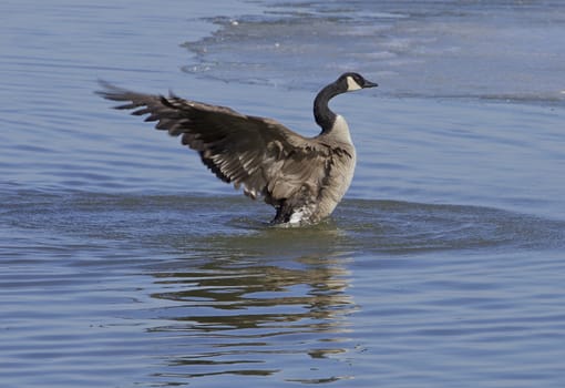 The cackling goose power