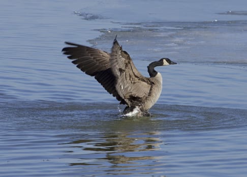 Power of a goose