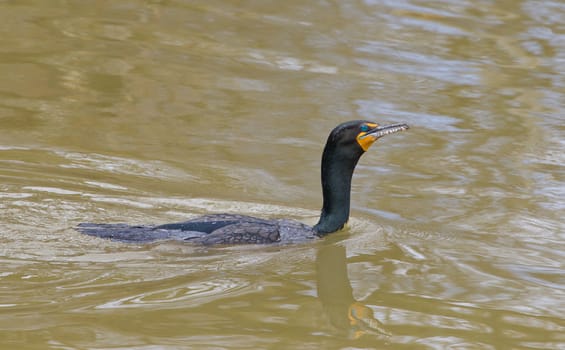 The cormorant is swimming in the lake