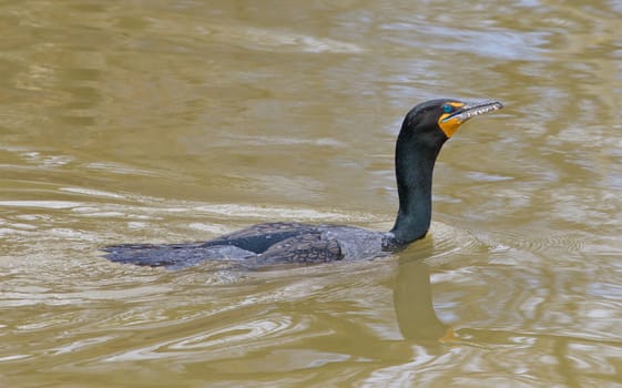 Funny cormorant close-up 